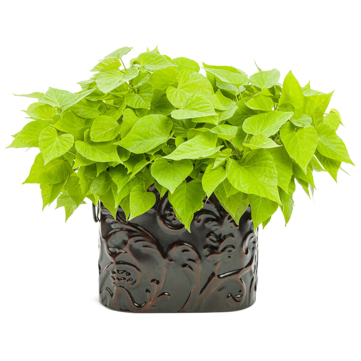 Ipomoea, Sweet Potato Vine, Sweet Caroline Sweetheart Lime, Live Plant 4.33 in. Pot