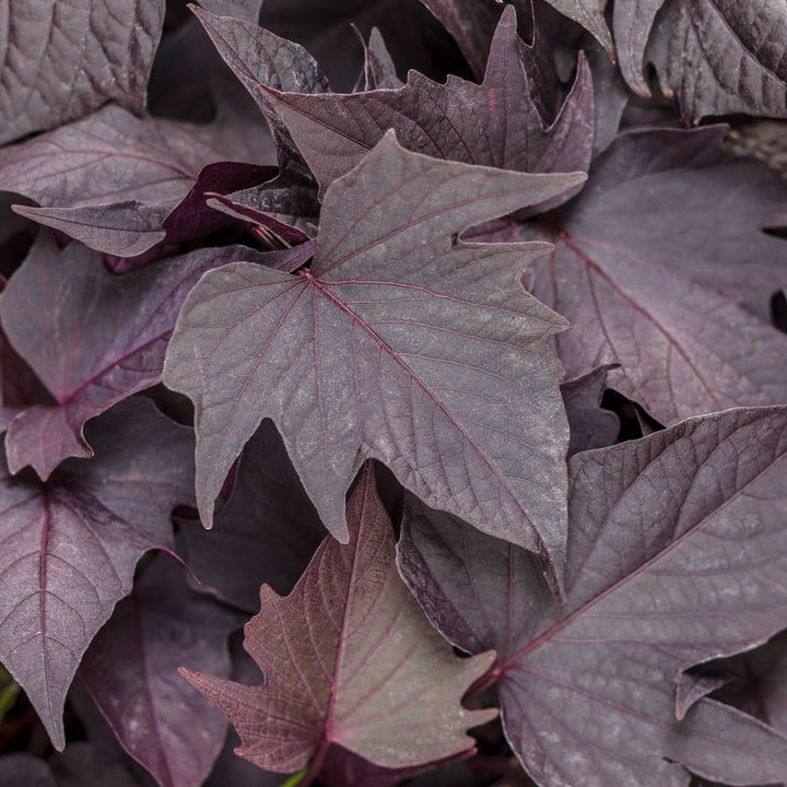 Ipomoea, Sweet Potato Vine, Sweet Caroline Bewitched After Midnight, Live Plant 4.33 in. Pot