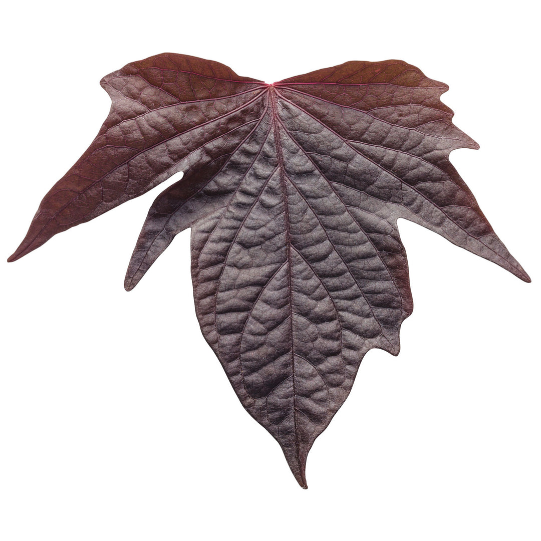 Ipomoea, Sweet Potato Vine, Sweet Caroline Bewitched After Midnight, Live Plant 4.33 in. Pot