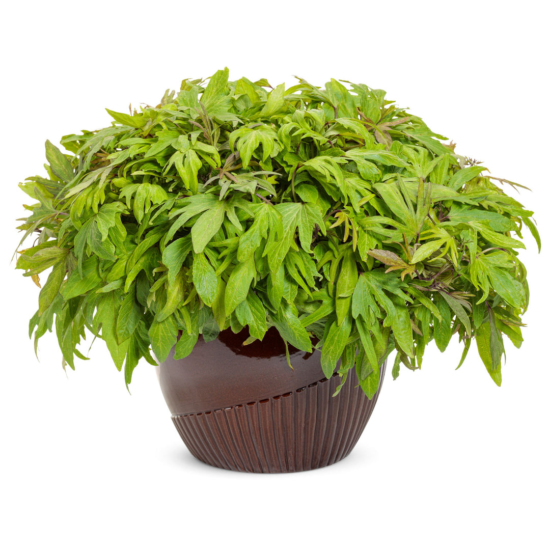 Ipomoea, Sweet Potato Vine, Sweet Caroline Medusa Green, Live Plant 4.33 in. Pot