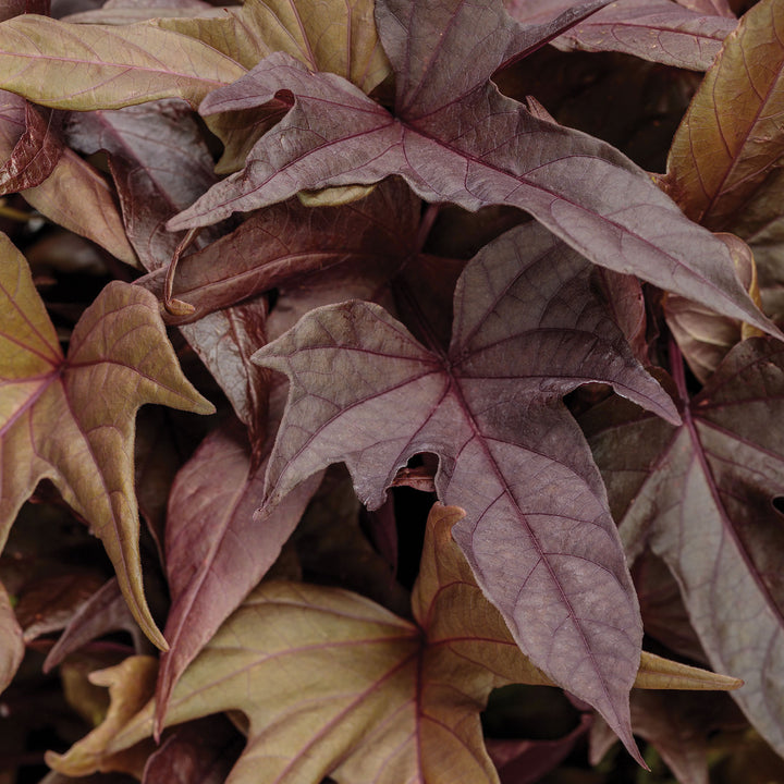 Ipomoea, Sweet Potato Vine, Sweet Caroline Red Hawk, Live Plant 4.33 in. Pot