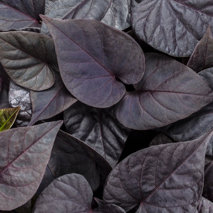 Ipomoea, Sweet Potato Vine, Sweet Caroline Sweetheart Jet Black, Live Plant 4.33 in. Pot