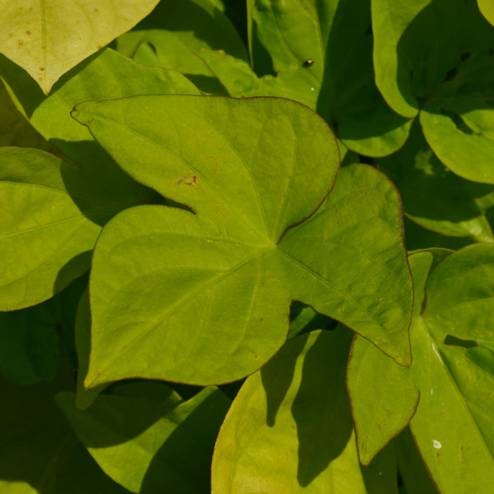 Ipomoea, Sweet Potato Vine, Solar Power Lime Heart, Live Plant 4.33" Pot