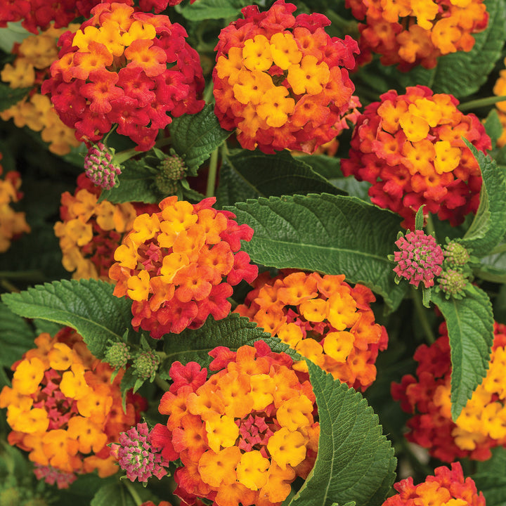 Lantana, Luscious Citrus Blend, Live Plant 4.33 in. Pot