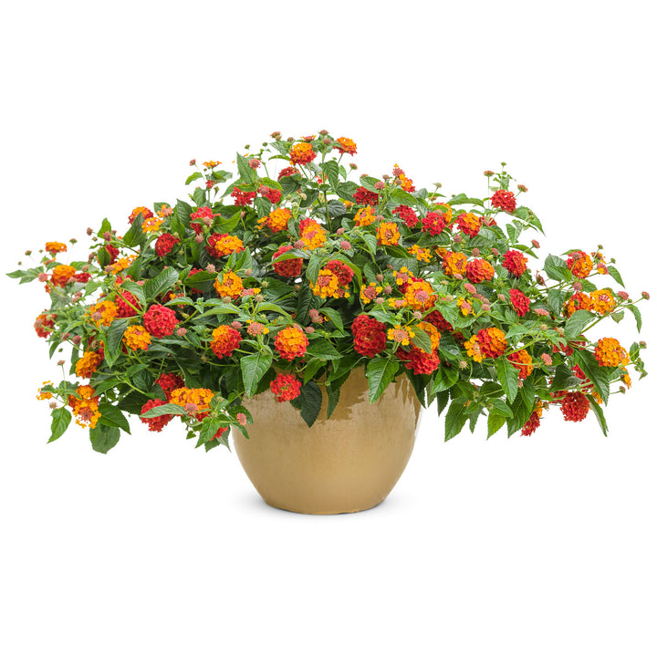 Lantana, Luscious Citrus Blend, Live Plant 4.33 in. Pot