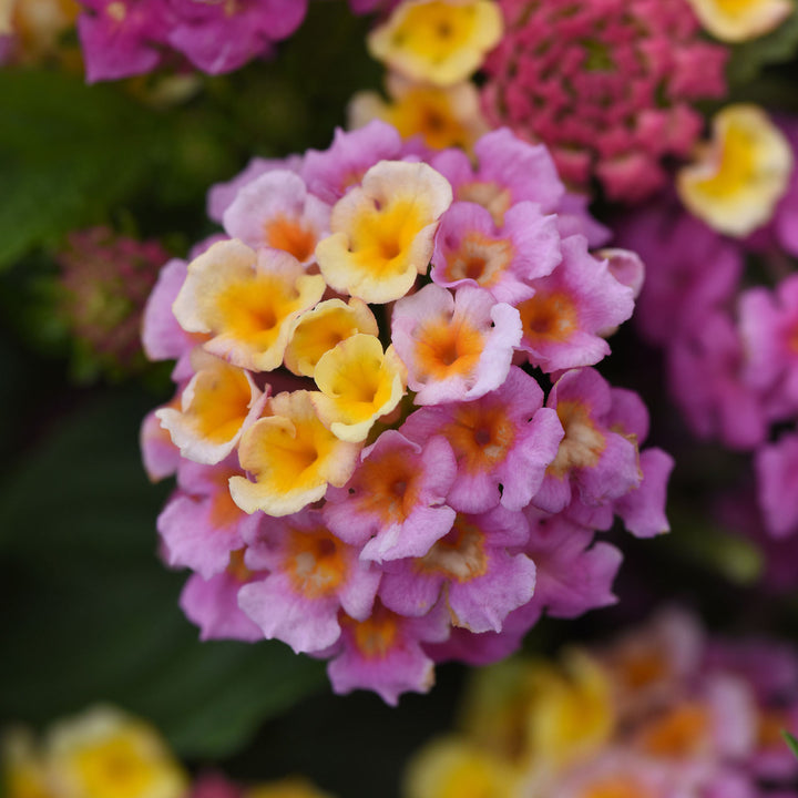 Lantana, Lucky Pink, Live Plant 4.33" Pot