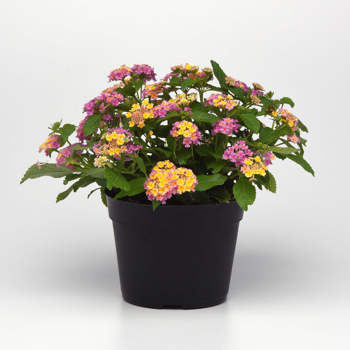 Lantana, Lucky Pink, Live Plant 4.33" Pot