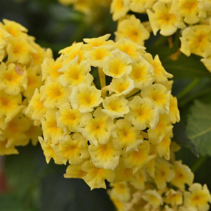 Lantana, Shamrock Butterscotch Glow, Live Plant 4.33"