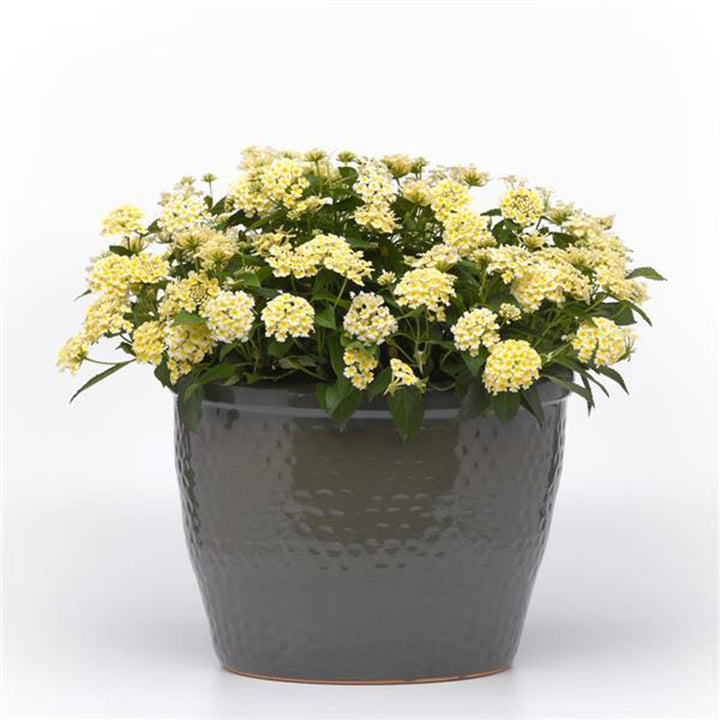 Lantana, Shamrock Butterscotch Glow, Live Plant 4.33"