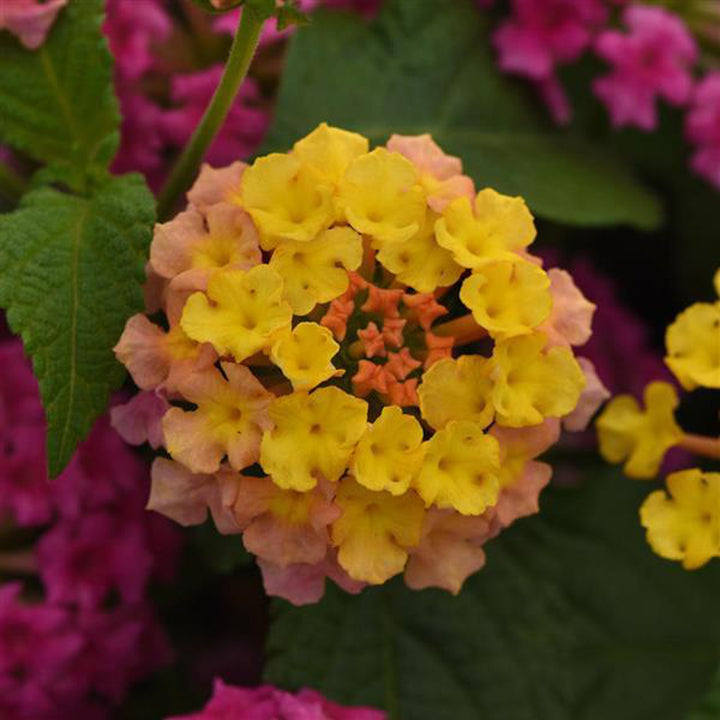 Lantana, Shamrock Rose, Live Plant 4.33"