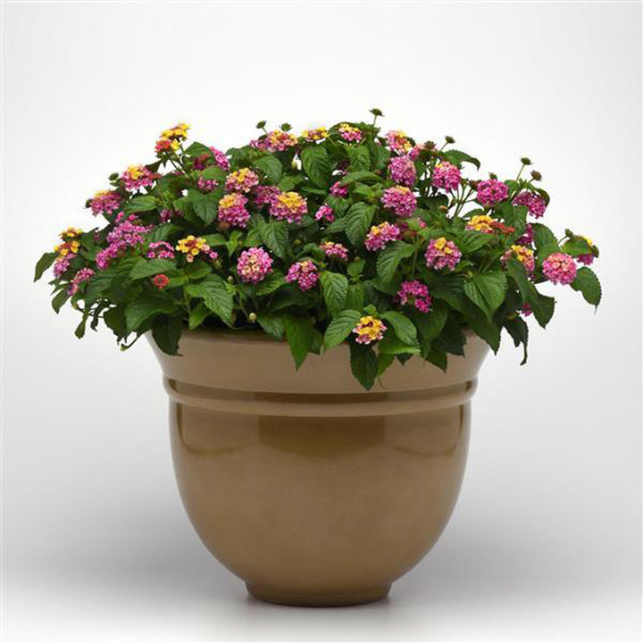 Lantana, Shamrock Rose, Live Plant 4.33"