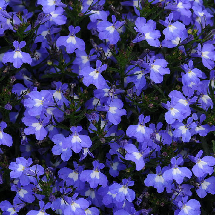 Lobelia, Early Springs Sky Blue, Live Plant 4.33" Pot