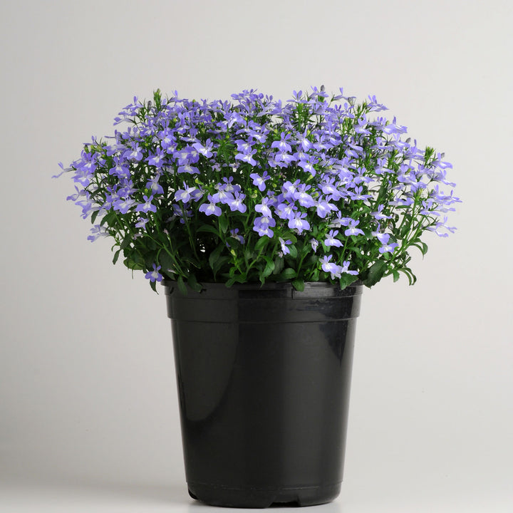 Lobelia, Early Springs Sky Blue, Live Plant 4.33" Pot