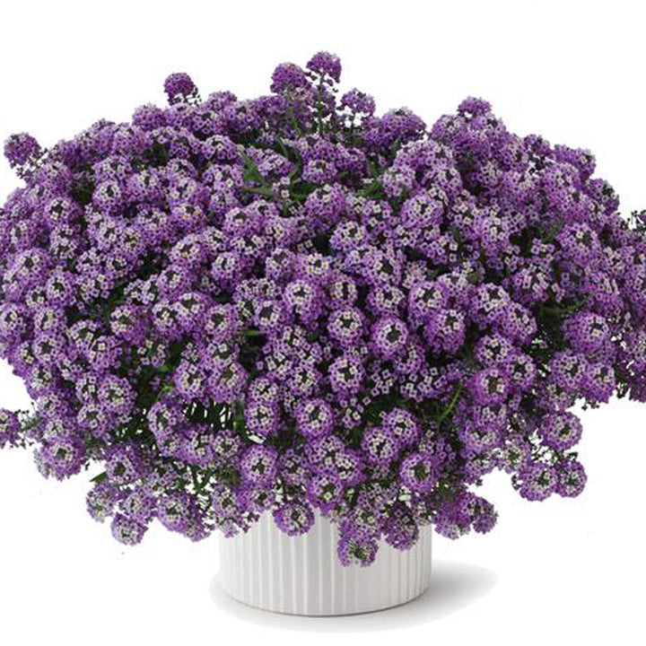 Lobularia, Stream Lavender, Live Plant 4.33"