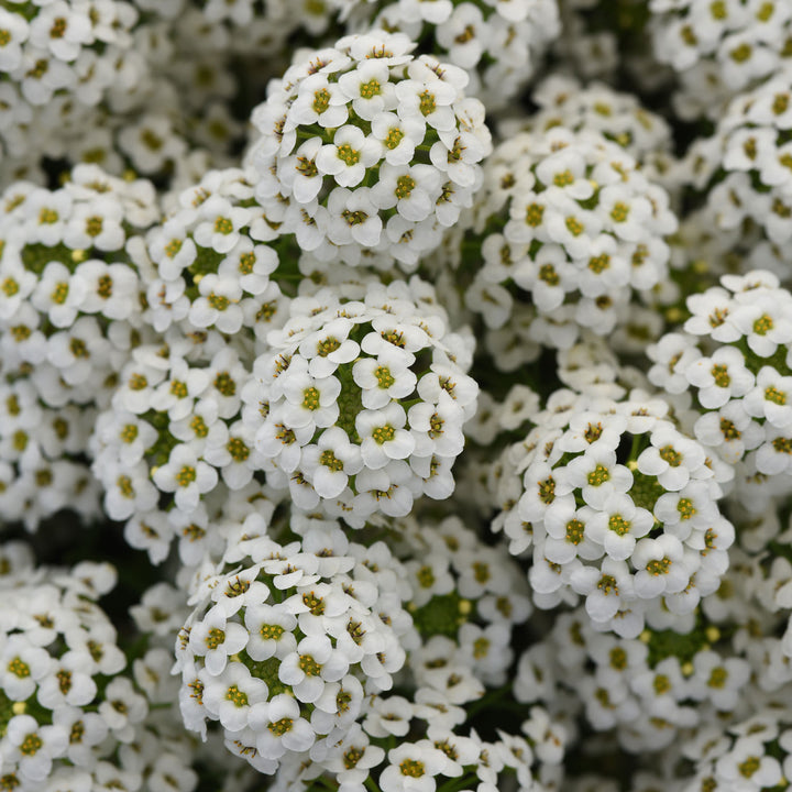 Lobularia, Easy Breezy White, Live Plant 4.33" Pot