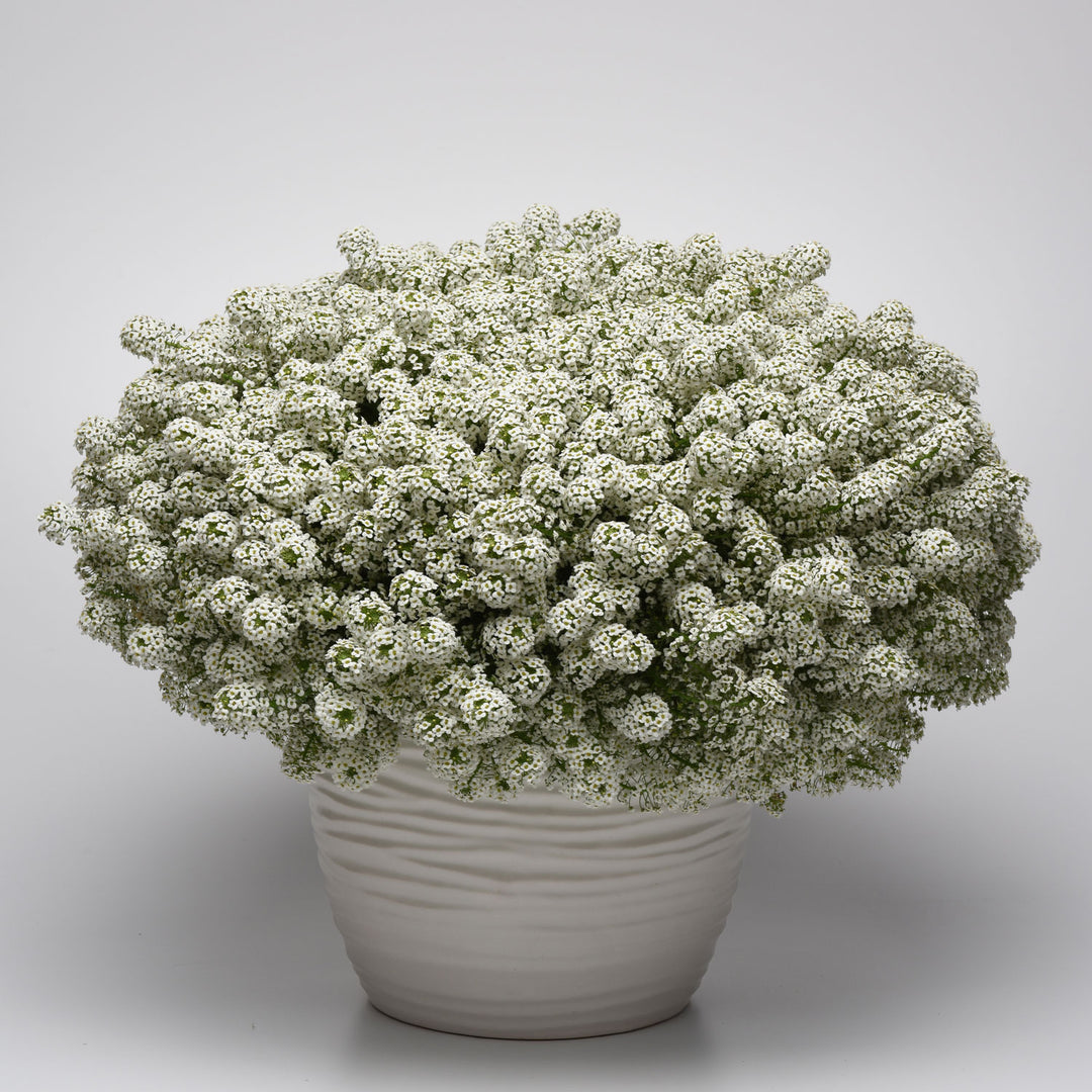 Lobularia, Easy Breezy White, Live Plant 4.33" Pot