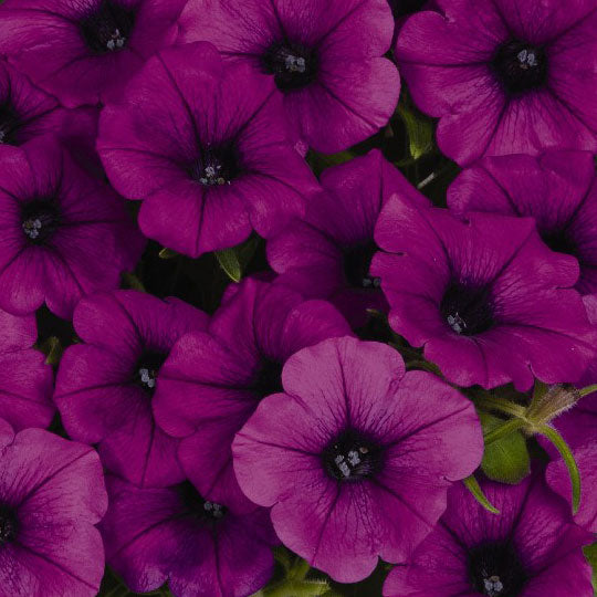 Petunia, Durabloom Electric Lilac, Live Plant 4.33" Pot