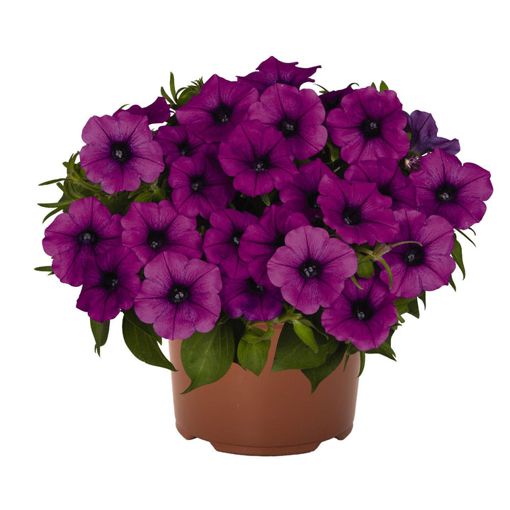 Petunia, Durabloom Electric Lilac, Live Plant 4.33" Pot