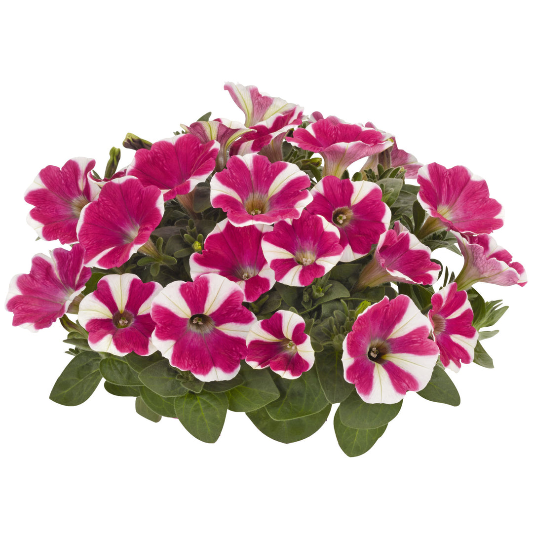 Petunia, Peppy Cerise, Live Plant 4.33" Pot