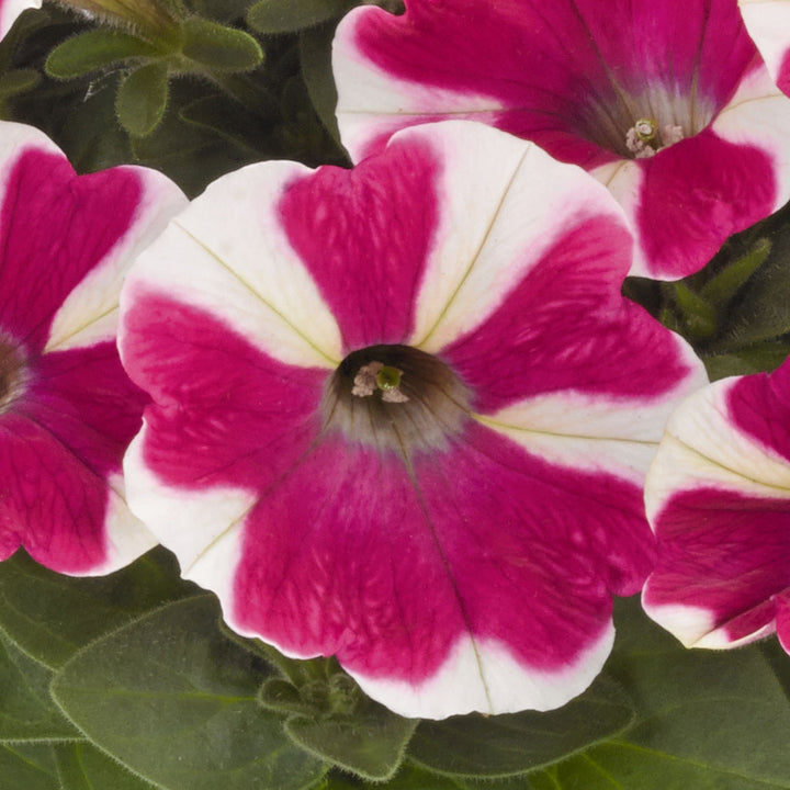 Petunia, Peppy Cerise, Live Plant 4.33" Pot