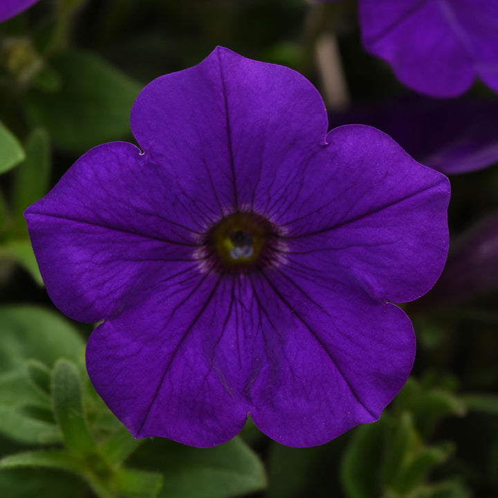 Petunia, Headliner Blue, Live Plant 4.33" Pot