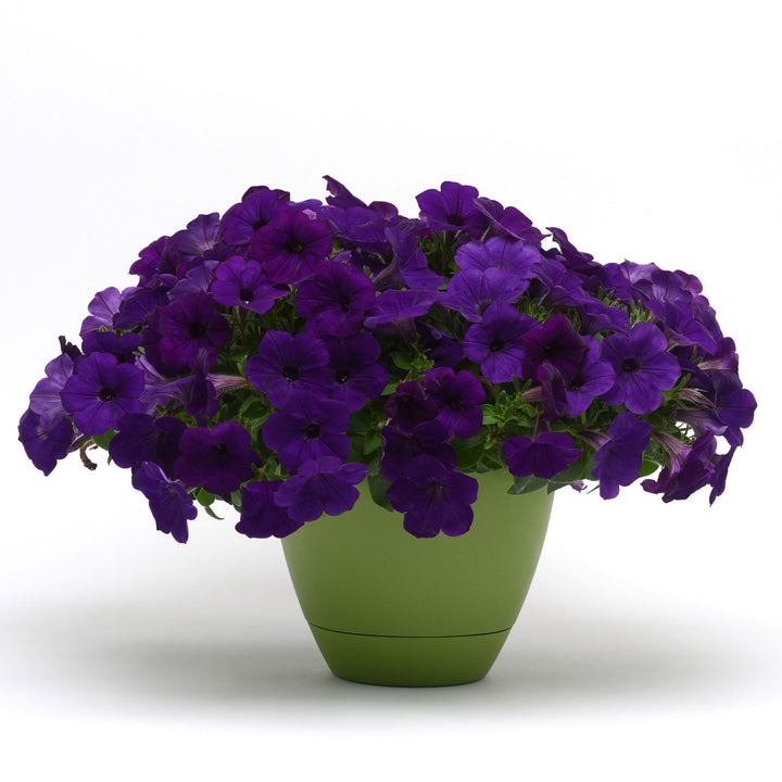 Petunia, Headliner Blue, Live Plant 4.33" Pot