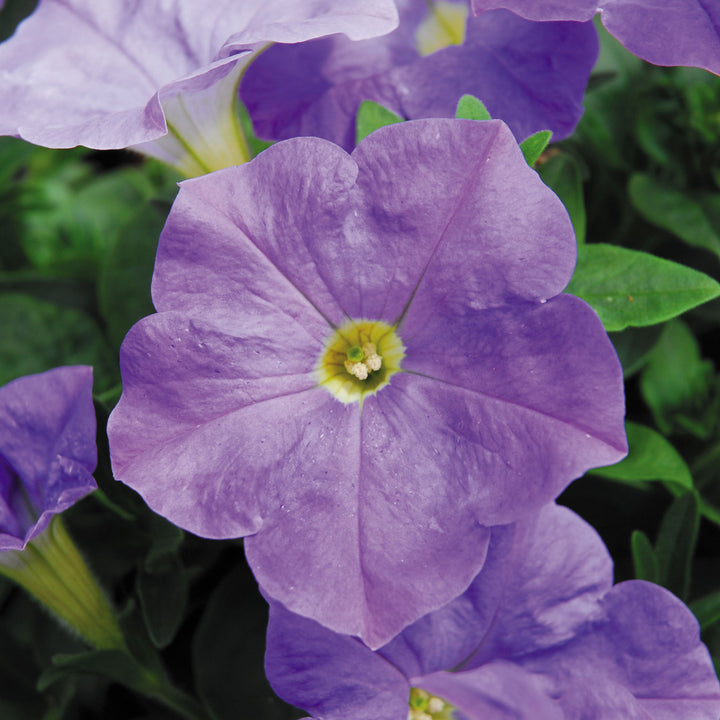 Petunia, Headliner Sky Blue, Live Plant 4.33" Pot