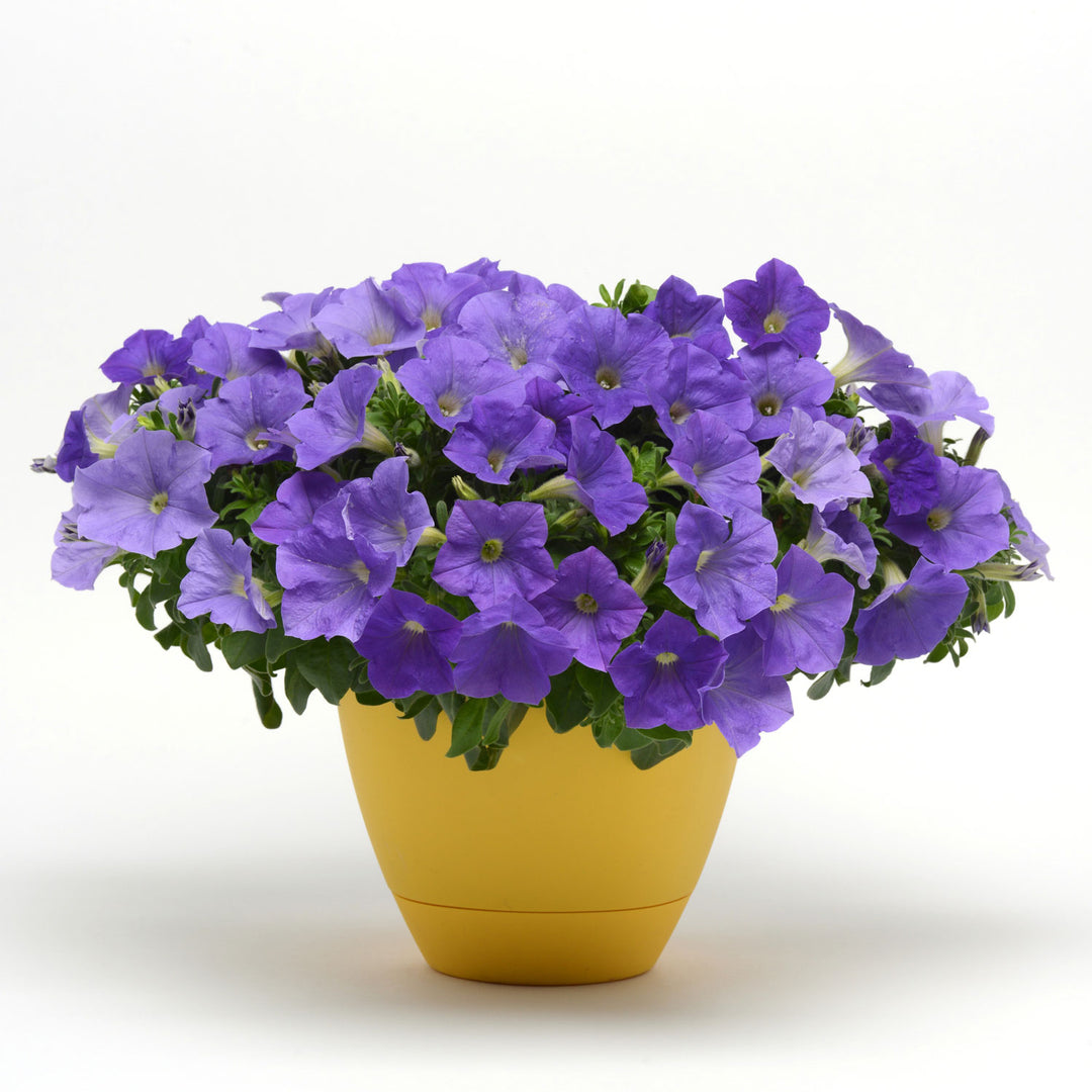 Petunia, Headliner Sky Blue, Live Plant 4.33" Pot