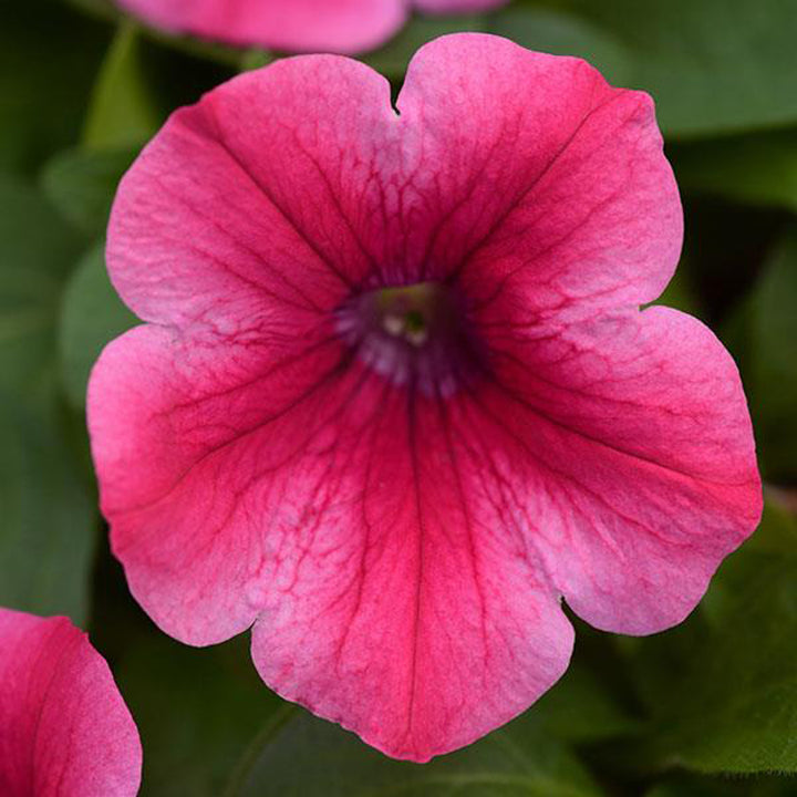 Petunia, Headliner Lipstick, Live Plant 4.33"