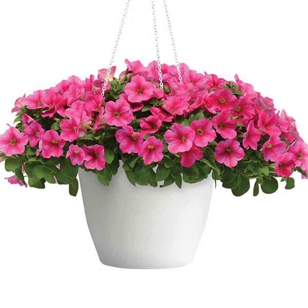 Petunia, Headliner Lipstick, Live Plant 4.33"