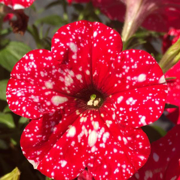 Petunia, Surprise Sparkle Red, Live Plant 4.33"