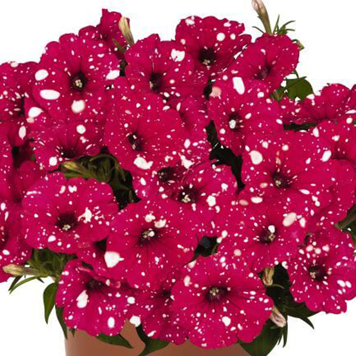 Petunia, Surprise Sparkle Red, Live Plant 4.33"