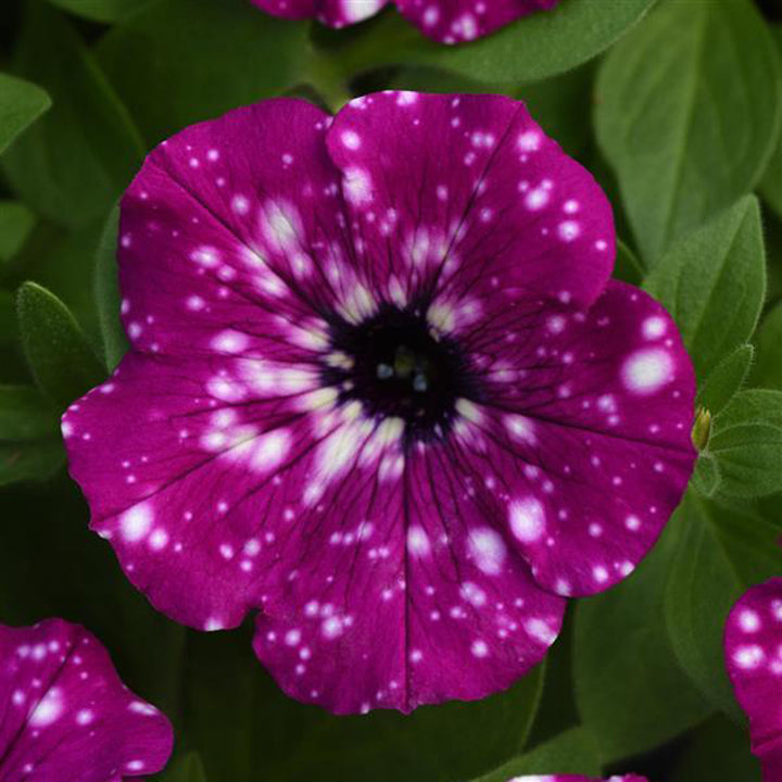 Petunia, Headliner Electric Purple, Live Plant 4.33"