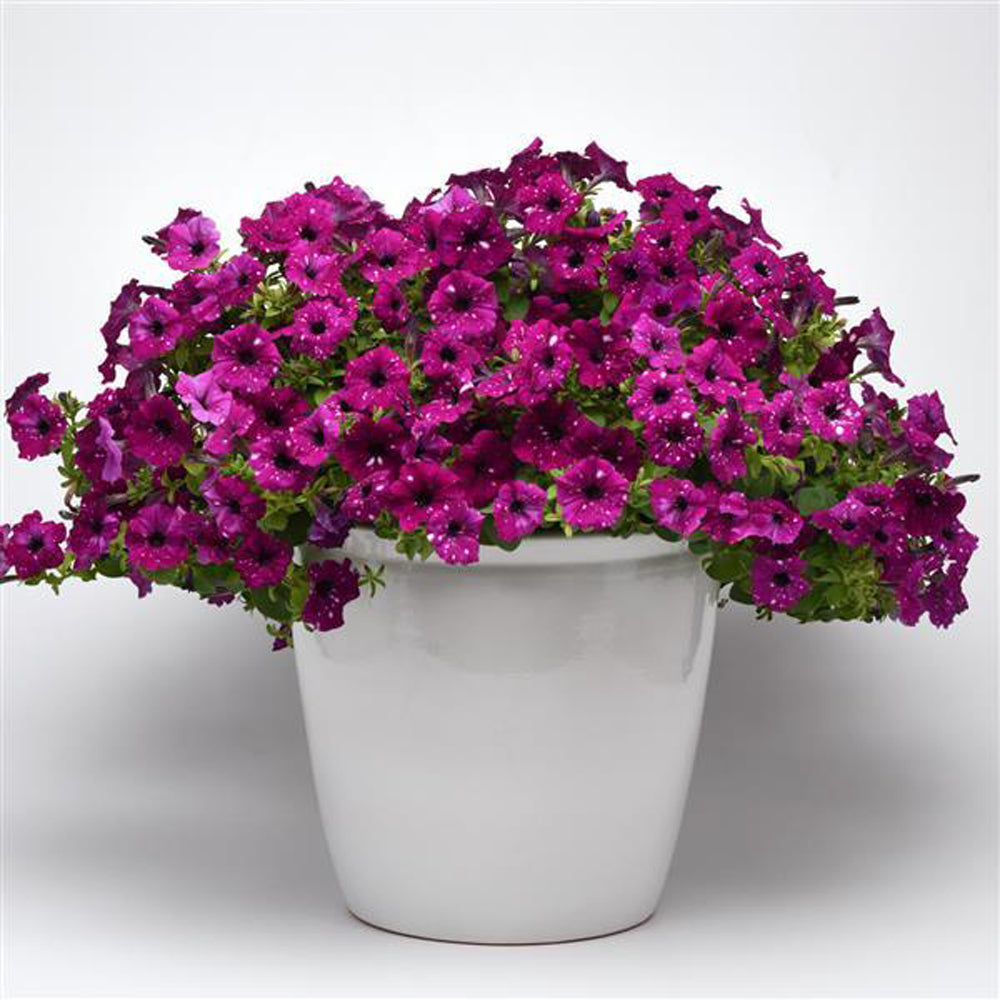 Petunia, Headliner Electric Purple, Live Plant 4.33"