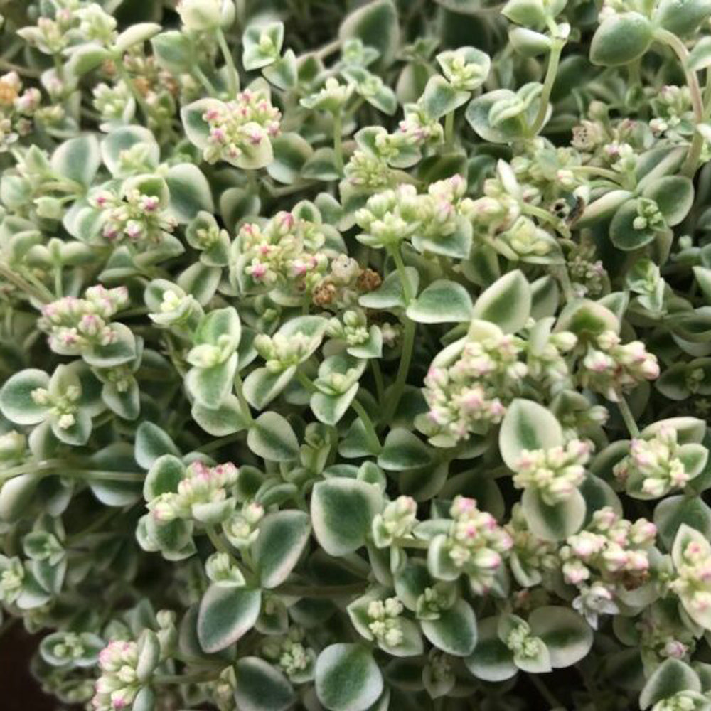 Sedum, Little Shimmer, Live Plant 4.33"