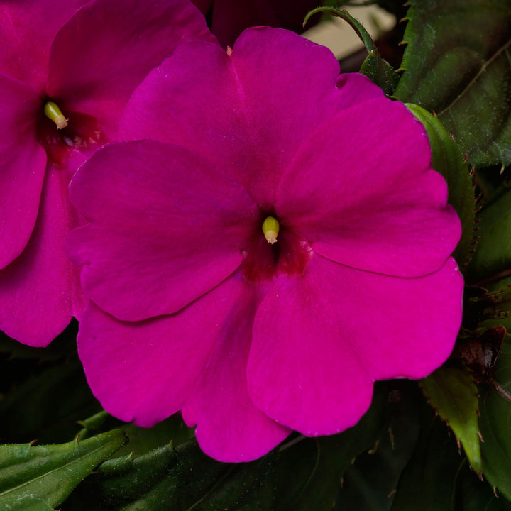 Impatiens, SunPatiens Compact Royal Magenta, Live Annual Plant 4.33" Pot