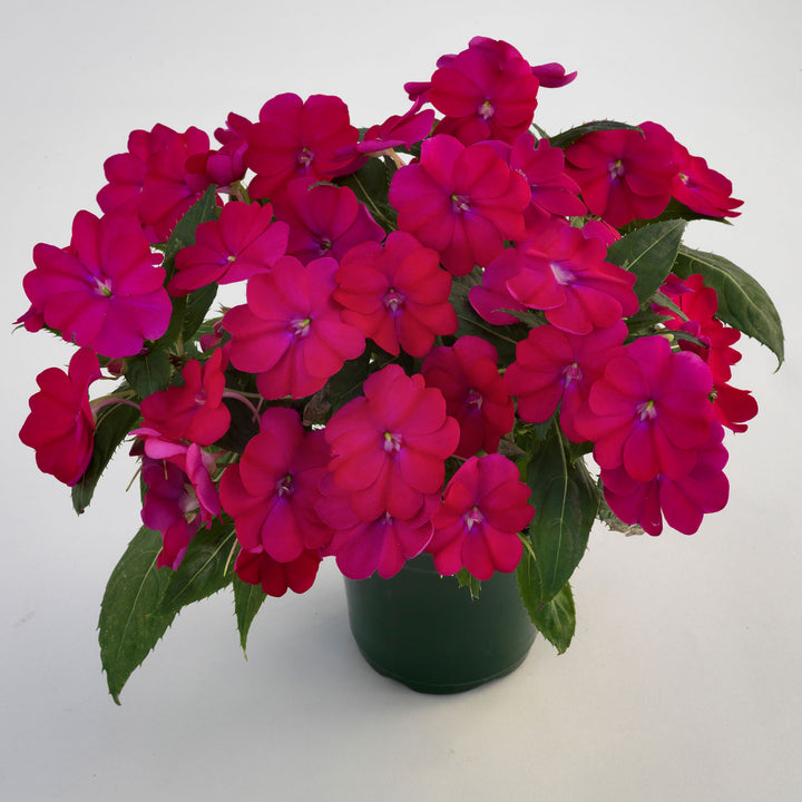 Impatiens, SunPatiens Compact Royal Magenta, Live Annual Plant 4.33" Pot