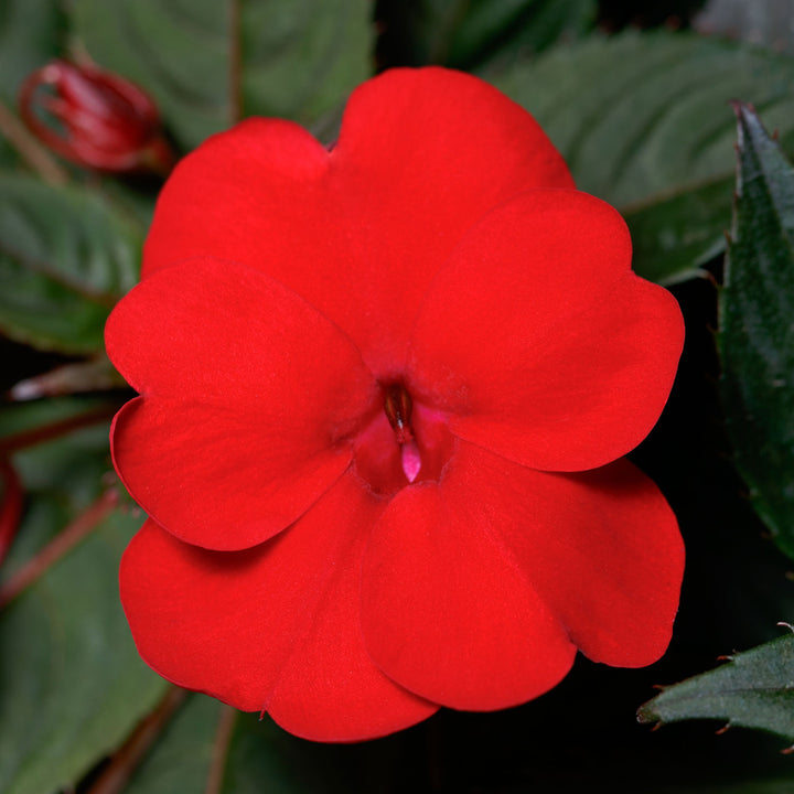 Impatiens, SunPatiens Compact Deep Red, Live Plant 4.33" Pot