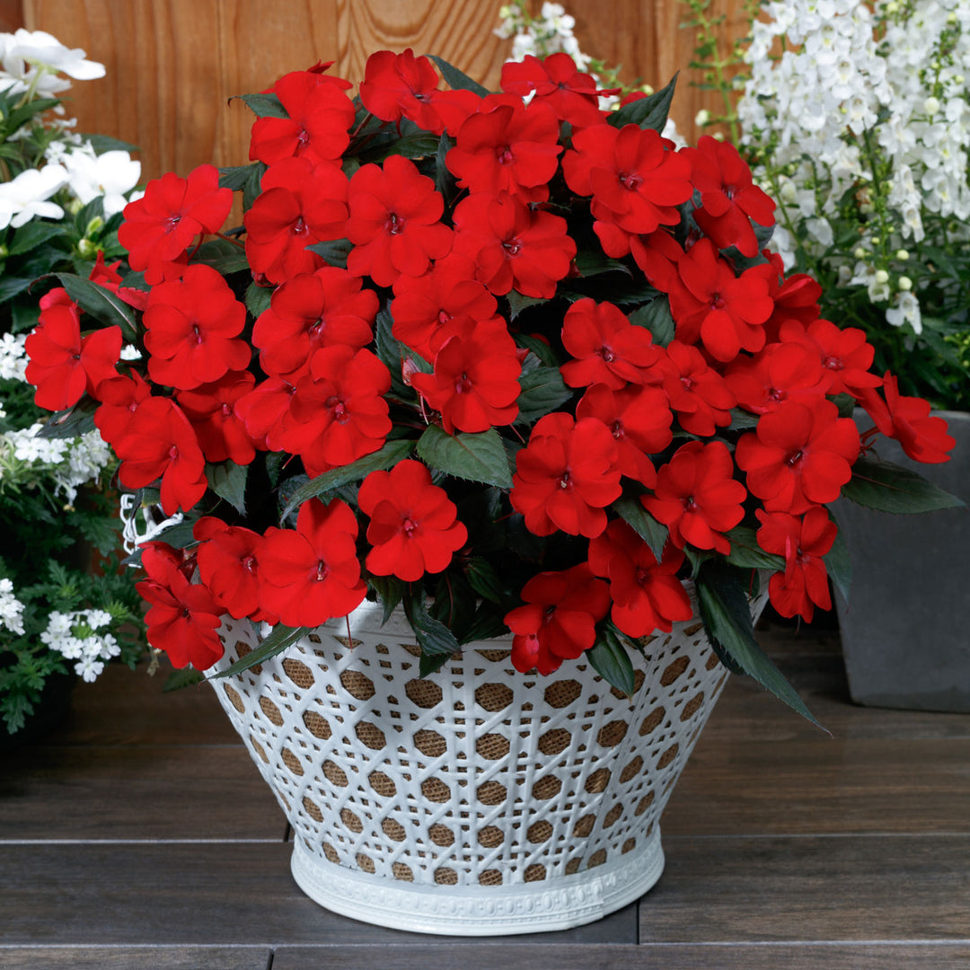 Impatiens, SunPatiens Compact Deep Red, Live Plant 4.33" Pot