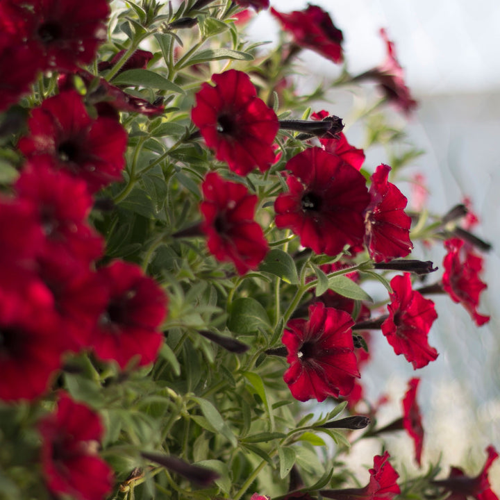 Petunia hybrid, Supertunia Black Cherry, Live Plant 4.33 in. Pot