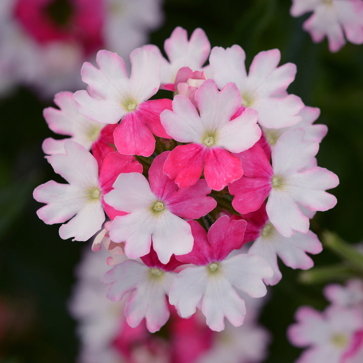 Verbena, BeBop Pink, Live Plant 4.33 in. Pot