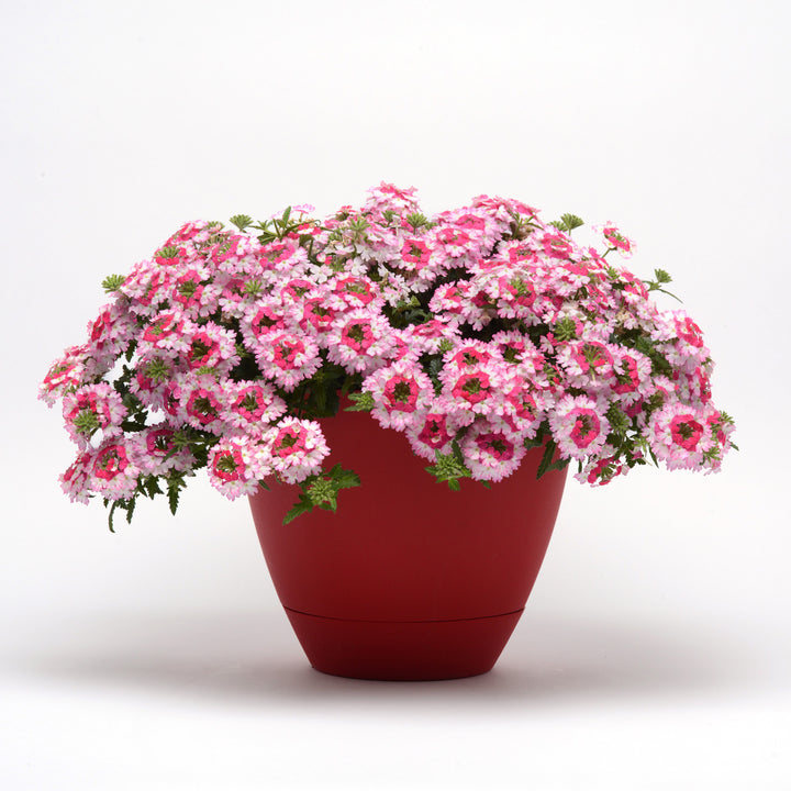 Verbena, BeBop Pink, Live Plant 4.33 in. Pot