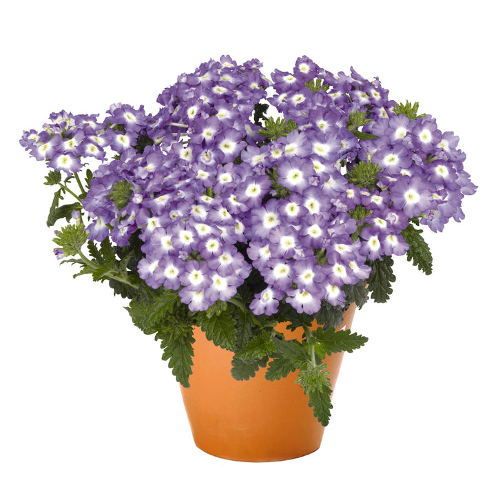 Verbena, Empress Flair Blue Charme, Live Plant 4.33"