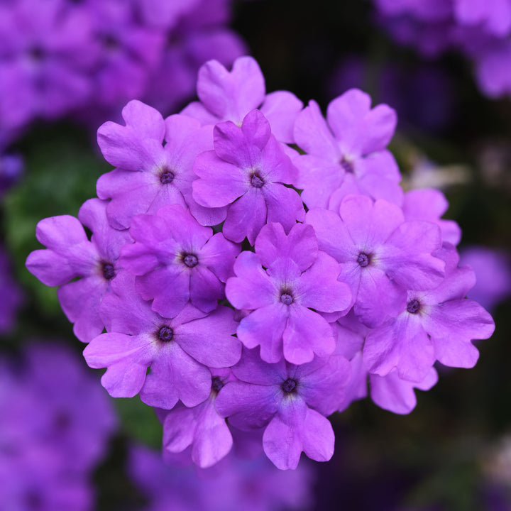 Verbena, Firehouse Grape, Live Plant 4.33" Pot