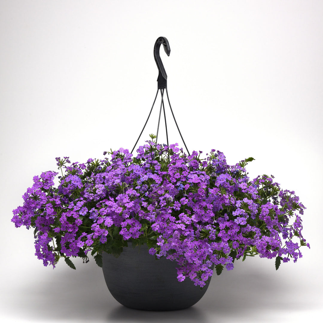 Verbena, Firehouse Grape, Live Plant 4.33" Pot