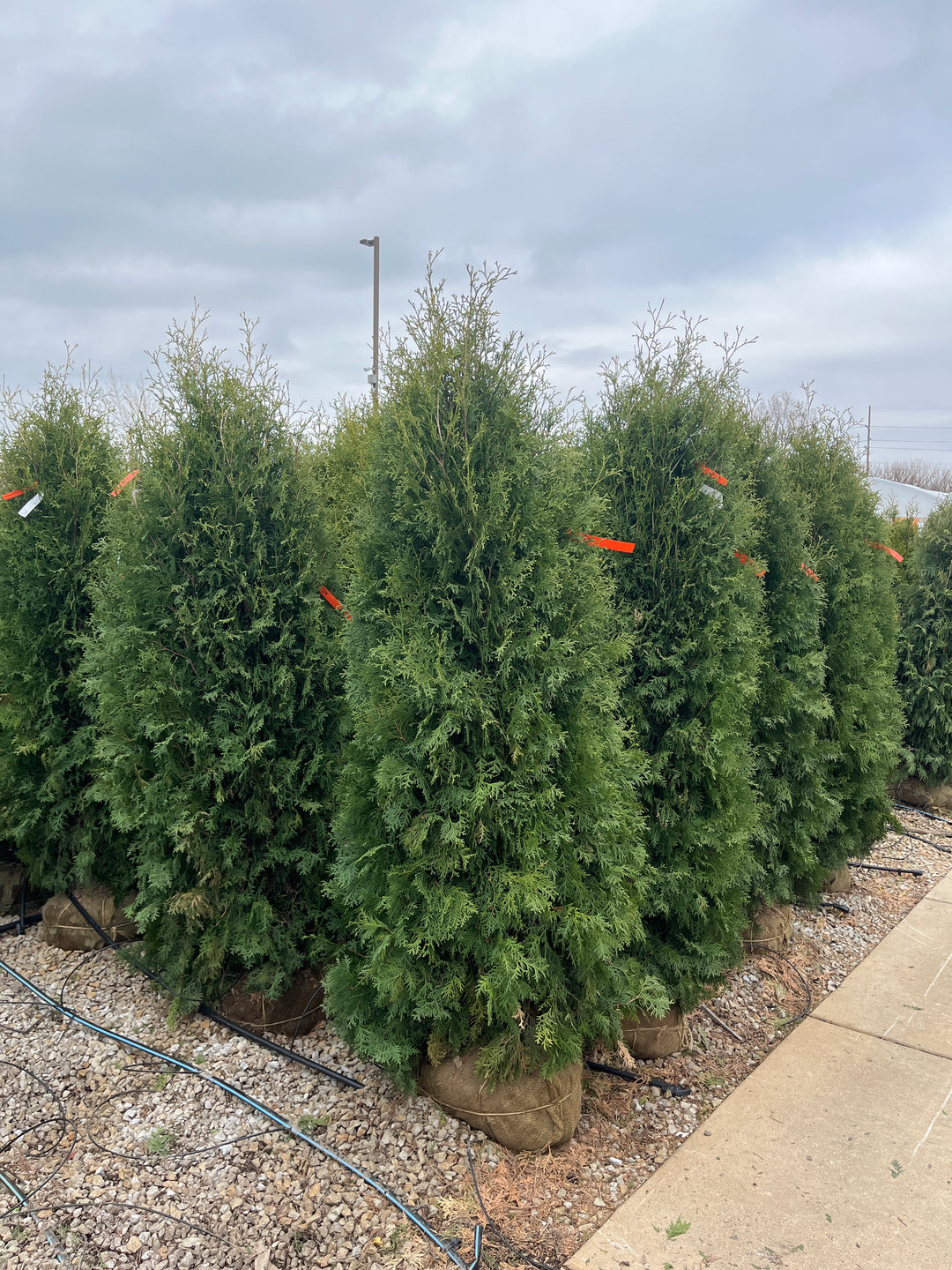 Brandon Arborvitae - Thuja occidentalis 'Brandon' - 5-6 Foot Ball & Burlap Tree