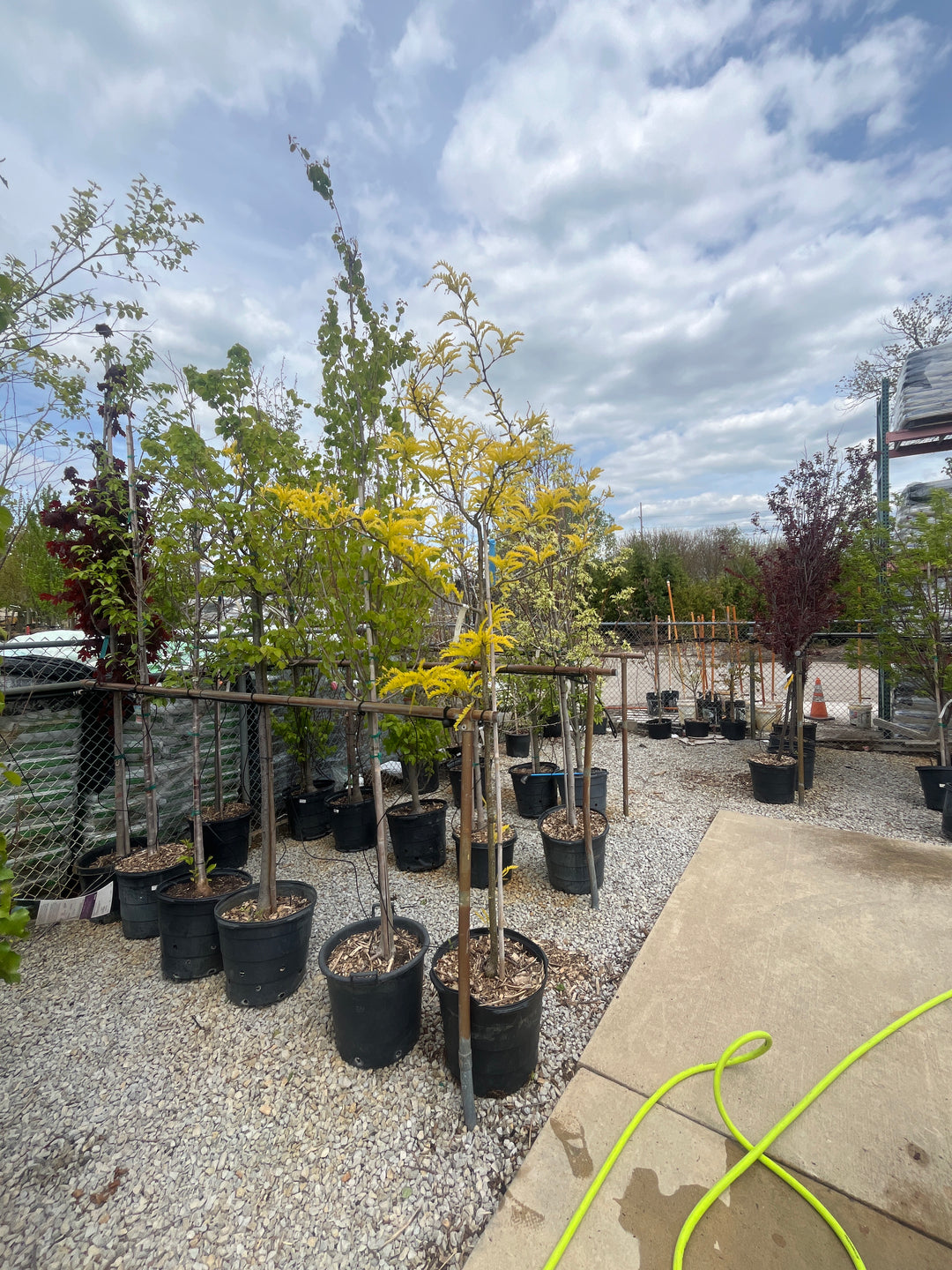 Sunburst Honeylocust - Gleditsia triacanthos 'Suncole' - 15 Gallon Potted Shade Tree