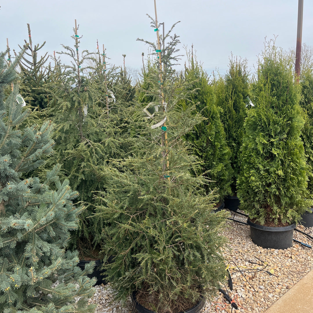 Eastern Hemlock - Tsuga canadensis - 15 Gallon Potted Evergreen Tree