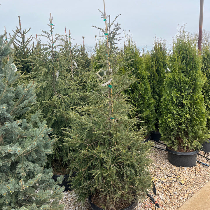 Eastern Hemlock - Tsuga canadensis - 15 Gallon Potted Evergreen Tree