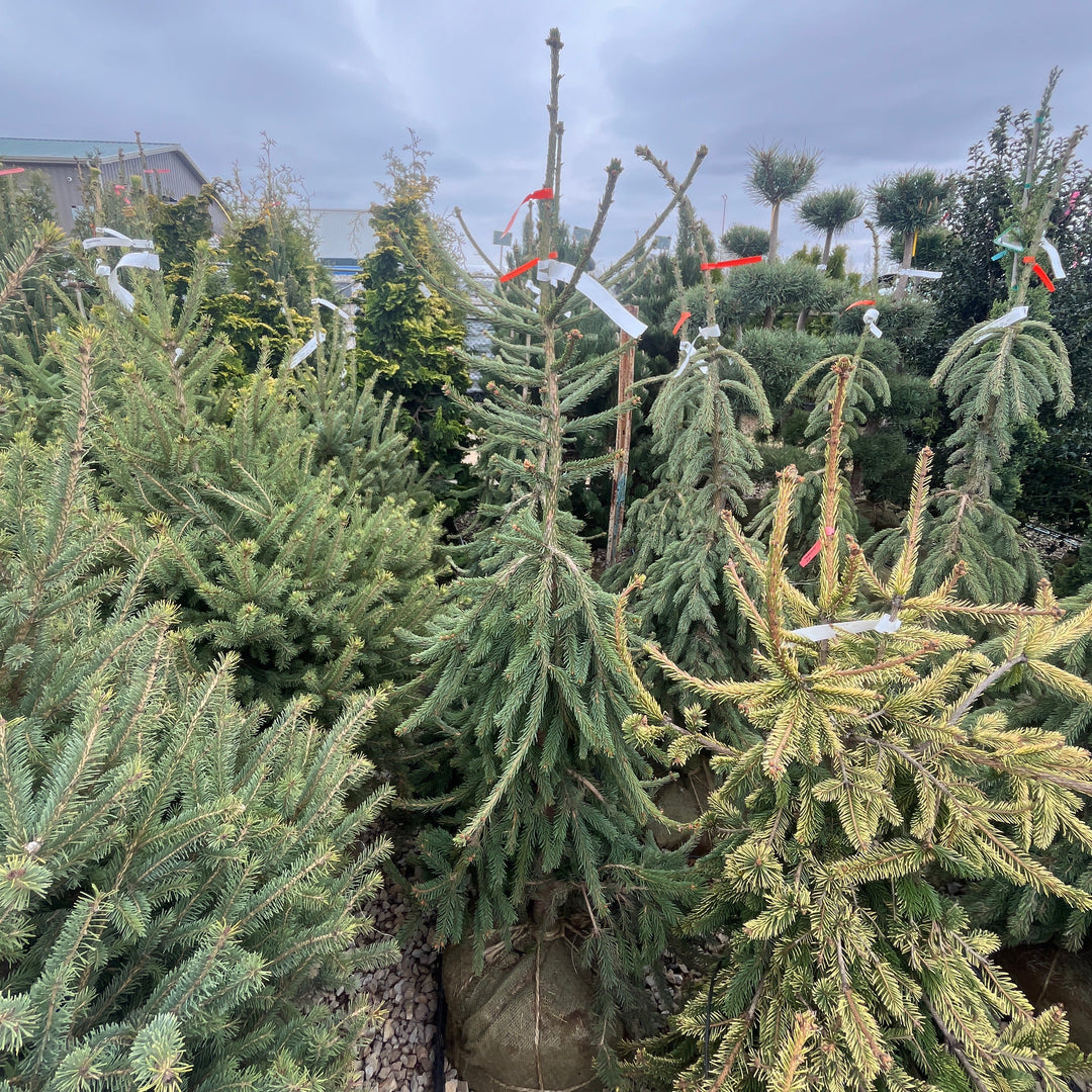 Frohburg Norway Spruce - Picea abies - 4-5 Foot Ball & Burlap Tree